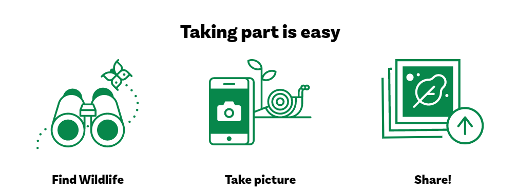 Steps: Find wildlife, take picture, share photo.
